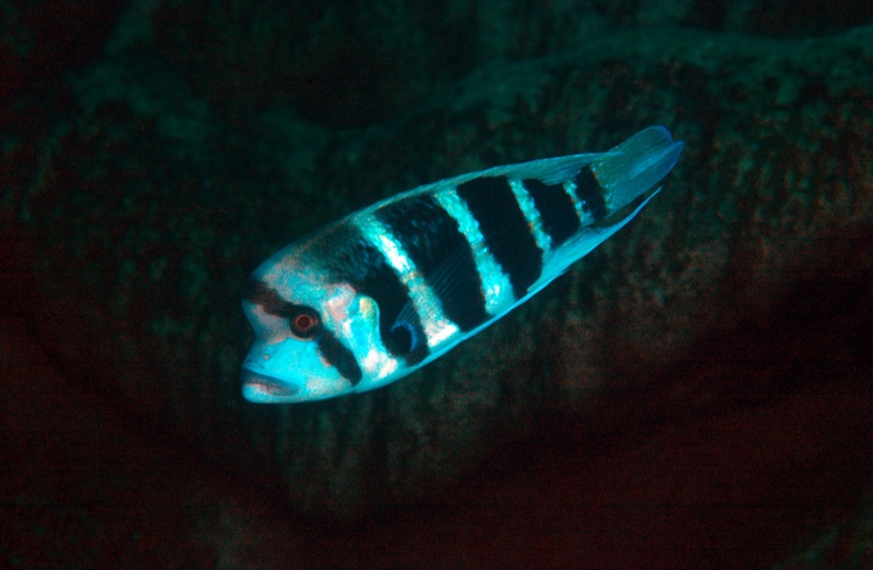 Cyphotilapia frontosa 'Cape Caramba'